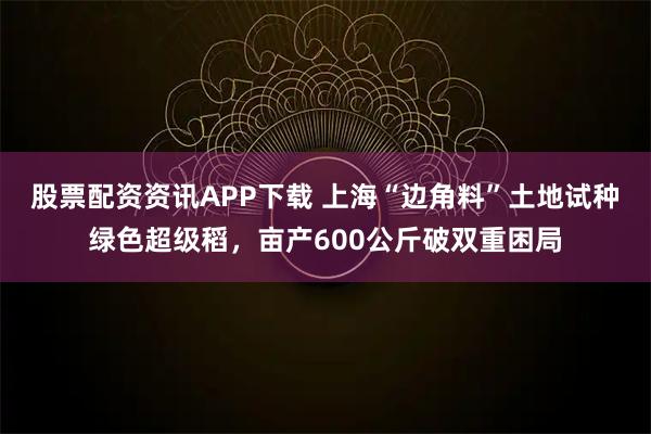 股票配资资讯APP下载 上海“边角料”土地试种绿色超级稻，亩产600公斤破双重困局